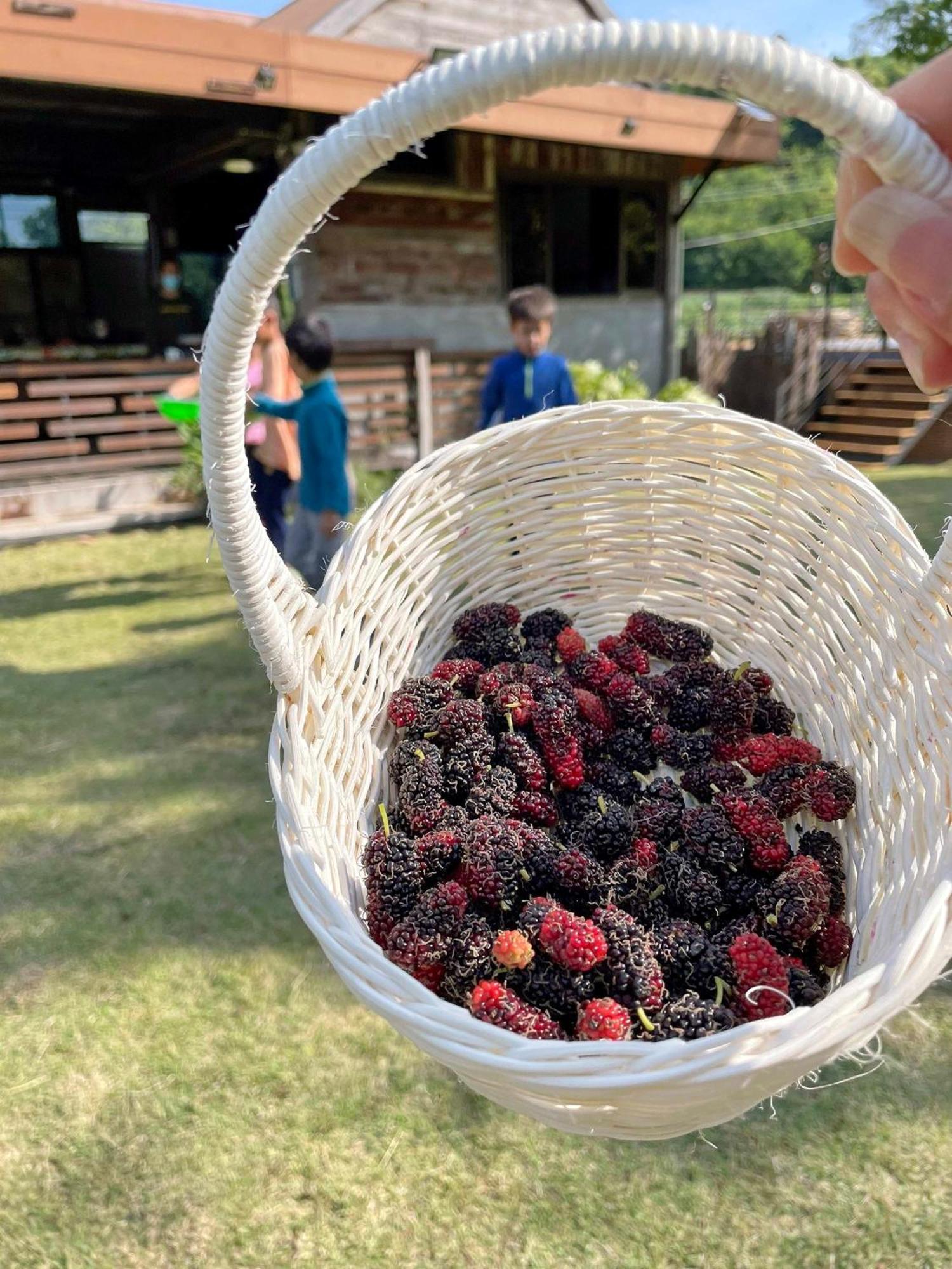 Farm stay Tantai Eco Farm At Khao Yai Ban Sap Noi